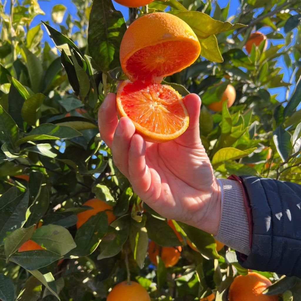 Immagine WhatsApp 2024-05-11 ore 11.45.41_9446815a